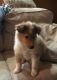 Collie Puppies for sale in Chisago City, MN, USA. price: $900