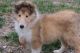 Collie Puppies for sale in Ashburn, VA, USA. price: NA