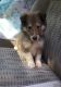 Collie Puppies for sale in Pomeroy, OH, USA. price: $800