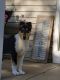 Collie Puppies for sale in Allendale Charter Twp, MI, USA. price: NA