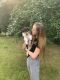 Collie Puppies for sale in Bloomfield Hills, MI 48301, USA. price: NA