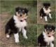 Collie Puppies for sale in 67 Fawn Ave, New Oxford, PA 17350, USA. price: NA
