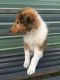 Collie Puppies for sale in Dunnellon, FL, USA. price: $600