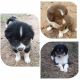 Collie Puppies for sale in Charlotte Court House, VA 23923, USA. price: NA