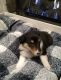 Collie Puppies for sale in Coshocton, OH 43812, USA. price: $800