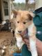 Collie Puppies for sale in LaGrange, GA, USA. price: NA