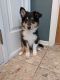Collie Puppies for sale in Omaha, NE, USA. price: $550