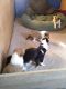 Collie Puppies for sale in Bowling Green, OH, USA. price: $1,000