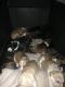 Collie Puppies for sale in Akron, OH, USA. price: NA