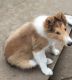 Collie Puppies for sale in Raton, NM 87740, USA. price: NA