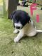 Collie Puppies for sale in Celina, TN 38551, USA. price: $75