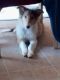 Collie Puppies for sale in Salt Flat, TX 79847, USA. price: $500