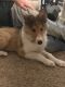Collie Puppies for sale in Chisago City, MN, USA. price: $700