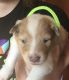Collie Puppies for sale in Chisago City, MN, USA. price: $900