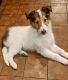 Collie Puppies for sale in Pittsburgh, PA, USA. price: NA