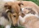 Collie Puppies for sale in Manalapan Township, NJ, USA. price: NA