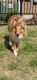 Collie Puppies for sale in Nags Head, NC 27959, USA. price: $2,000