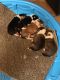 Collie Puppies for sale in Mt Carmel, PA 17851, USA. price: $900