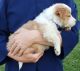 Collie Puppies for sale in Newaygo, MI 49337, USA. price: $395
