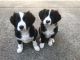 Collie Puppies for sale in Dallas, TX, USA. price: $700