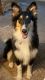 Collie Puppies for sale in Norman, OK, USA. price: NA
