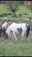 Colorado Ranger Horses for sale in NJ-17, Paramus, NJ 07652, USA. price: NA