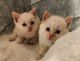 Colorpoint Shorthair Cats