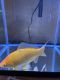 Common goldfish Fishes
