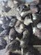 Common Quail Birds for sale in Livermore, ME 04253, USA. price: NA