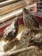 Common Quail Birds for sale in Livermore, ME 04253, USA. price: $60