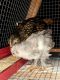 Common Quail Birds for sale in Caldwell, ID, USA. price: $1