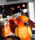 Conure Birds for sale in Greeley, CO, USA. price: NA