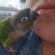 Conure Birds for sale in Redwood City, CA 94063, USA. price: $500