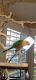 Conure Birds for sale in Haymarket, VA 20169, USA. price: NA