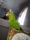 Conure Birds for sale in Reynoldsburg, OH, USA. price: $500