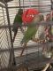Conure Birds for sale in Little Ferry, NJ 07643, USA. price: $550
