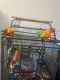 Conure Birds for sale in Burnsville, MN, USA. price: $2,000