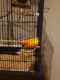 Conure Birds for sale in Moravia, NY 13118, USA. price: $1,000