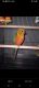Conure Birds for sale in 1850 Randolph St, South Bend, IN 46613, USA. price: $300
