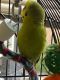 Conure Birds for sale in Las Vegas, NV 89122, USA. price: NA