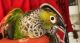 Conure Birds for sale in Cumberland, RI 02864, USA. price: $1,200