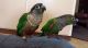 Conure Birds for sale in 60011 CA-1, Big Sur, CA 93920, USA. price: NA