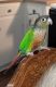 Conure Birds for sale in Maury County, TN, USA. price: NA