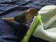 Conure Birds for sale in St Paul, MN 55123, USA. price: NA