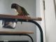 Conure Birds for sale in Long Beach, CA, USA. price: NA