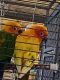 Conure Birds for sale in Dundalk, MD, USA. price: $900