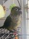 Conure Birds for sale in Lake Shore, MD 21122, USA. price: $800