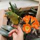 Conure Birds for sale in West Los Angeles, CA 90025, USA. price: NA