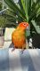 Conure Birds for sale in Sebastian, FL, USA. price: NA
