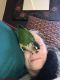 Conure Birds for sale in Northern Township, MN 56601, USA. price: NA